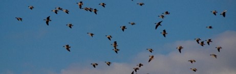 starlings